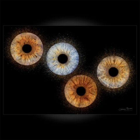 Photo d'iris "Quatuor"